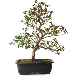 Rhododendron indicum Suzakuhime, 40 cm, ± 12 years old