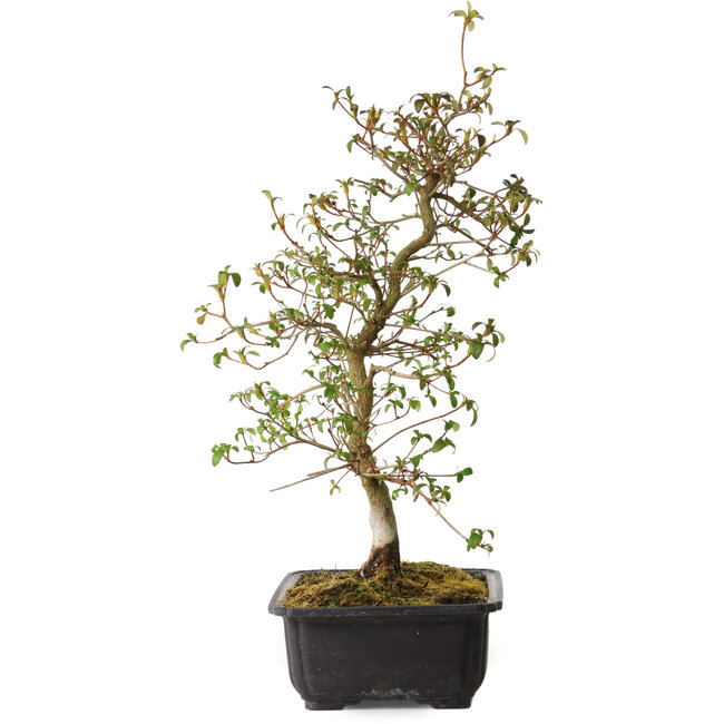 Rhododendron indicum Benikage, 40 cm, ± 12 years old, with a nebari of 5 cm