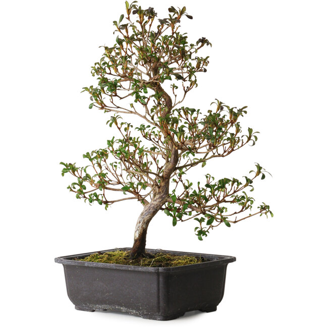 Rhododendron indicum Suzakuhime, 40 cm, ± 12 anni, con un nebari di 5 cm