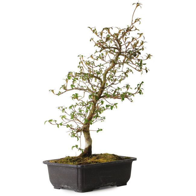 Rhododendron indicum Benikage, 40 cm, ± 12 años, con un nebari de 5 cm