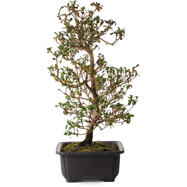 Rhododendron indicum Suzakuhime, 40 cm, ± 12 years old, with a nebari of 5 cm