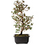 Rhododendron indicum Suzakuhime, 40 cm, ± 12 jaar oud, met een nebari van 5 cm