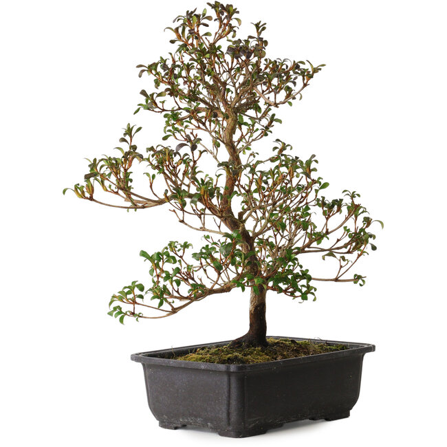 Rhododendron indicum Suzakuhime, 40 cm, ± 12 años, con un nebari de 5 cm