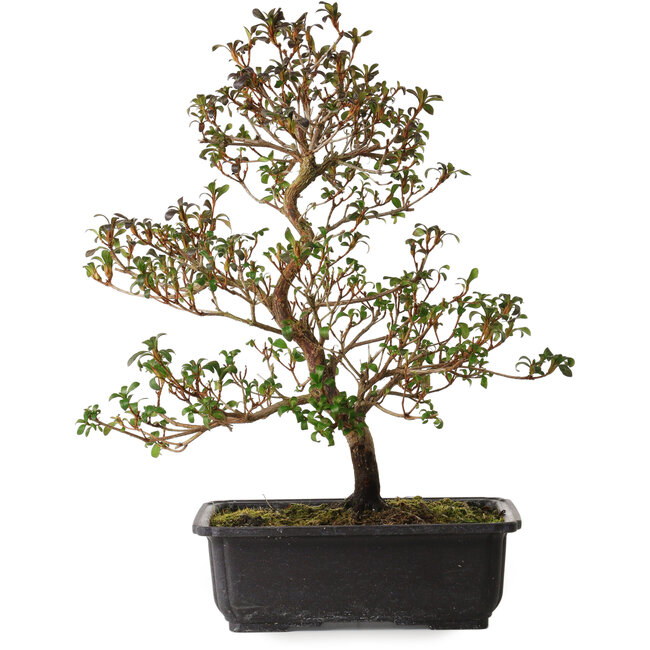 Rhododendron indicum Suzakuhime, 40 cm, ca. 12 Jahre alt, mit einem Wurzelhals von 5 cm