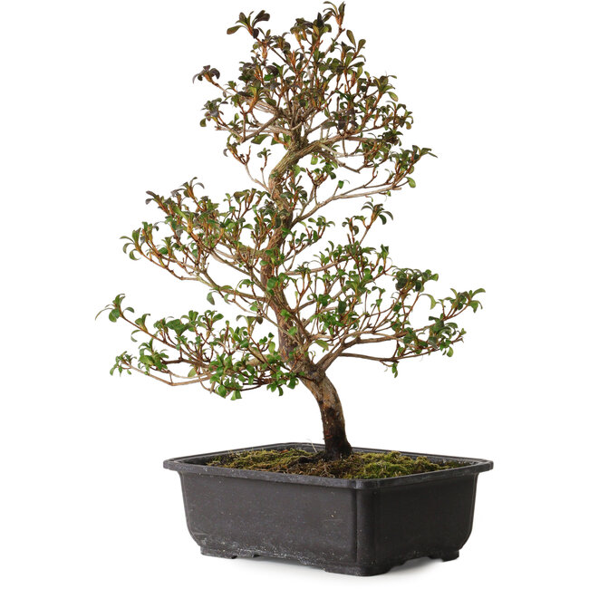 Rhododendron indicum Suzakuhime, 40 cm, ± 12 jaar oud, met een nebari van 5 cm