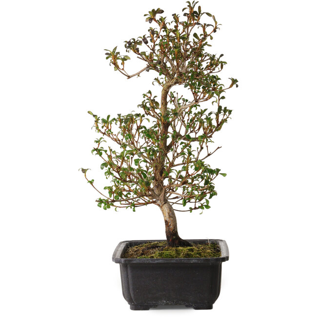 Rhododendron indicum Suzakuhime, 40 cm, ± 12 anni, con un nebari di 5 cm