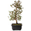 Rhododendron indicum Suzakuhime, 40 cm, ± 12 jaar oud, met een nebari van 5 cm