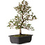 Rhododendron indicum Suzakuhime, 40 cm, ± 12 jaar oud, met een nebari van 5 cm