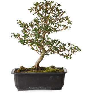 Rhododendron indicum Suzakuhime, 40 cm, ± 12 jaar oud