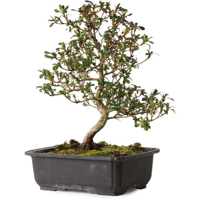 Rhododendron indicum Suzakuhime, 40 cm, ± 12 años, con un nebari de 5 cm