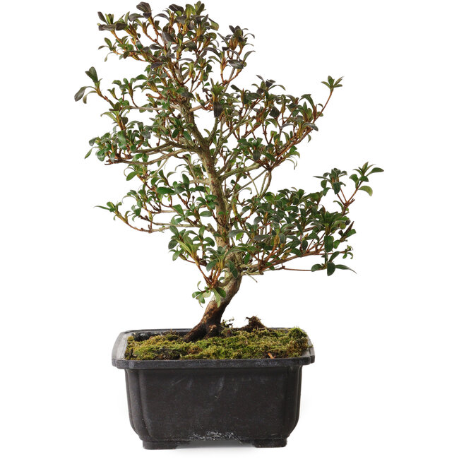 Rhododendron indicum Suzakuhime, 40 cm, ± 12 ans, avec un nebari de 5 cm