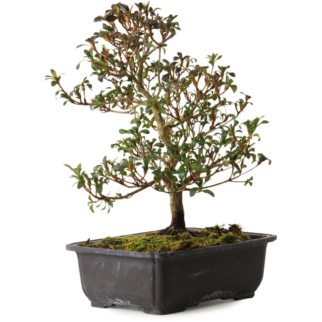 Rhododendron indicum Suzakuhime, 40 cm, ± 12 ans, avec un nebari de 5 cm