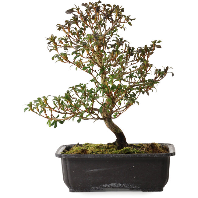 Rhododendron indicum Suzakuhime, 40 cm, ca. 12 Jahre alt, mit einem Wurzelhals von 5 cm