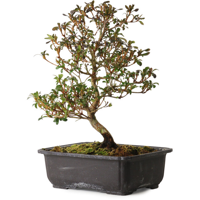 Rhododendron indicum Suzakuhime, 40 cm, ± 12 ans, avec un nebari de 5 cm