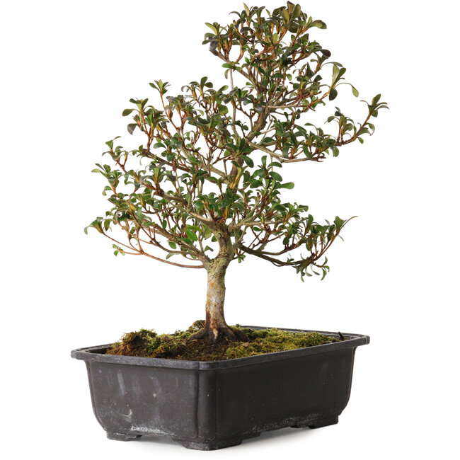 Rhododendron indicum Suzakuhime, 40 cm, ± 12 anni, con un nebari di 5 cm