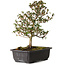 Rhododendron indicum Suzakuhime, 40 cm, ± 12 jaar oud, met een nebari van 5 cm
