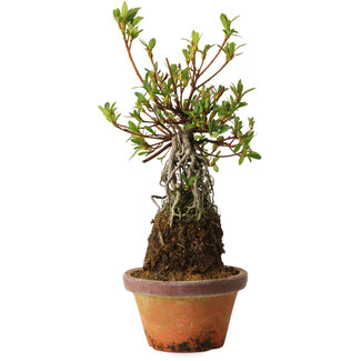 Rododendro indicum Bousou-No-Hikari, 27 cm, ± 12 años