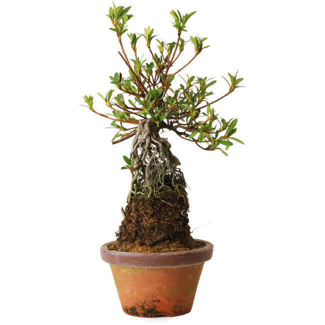 Rhododendron indicum Bousou-No-Hikari, 27 cm, ± 12 ans