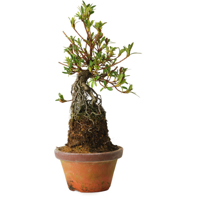 Rhododendron indicum Bousou-No-Hikari, 27 cm, ± 12 years old