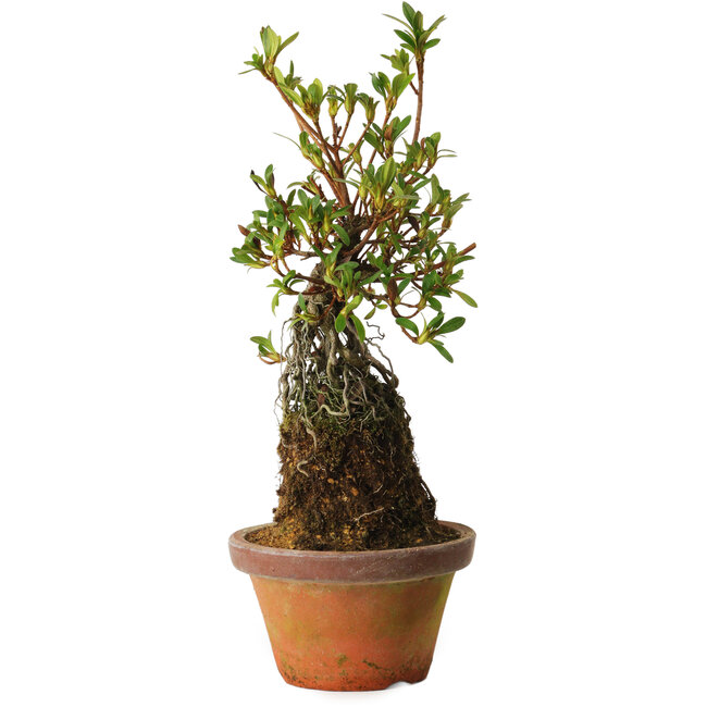Rhododendron indicum Bousou-No-Hikari, 27 cm, ± 12 jaar oud