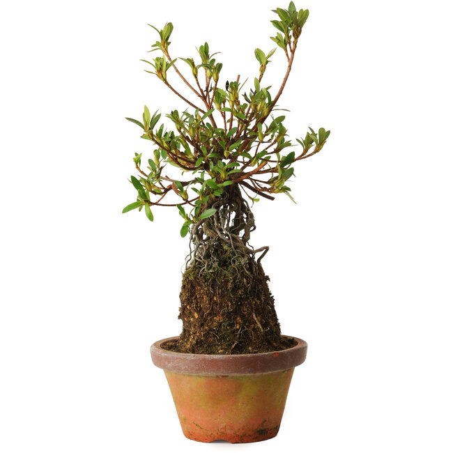 Rhododendron indicum Bousou-No-Hikari, 27 cm, ± 12 jaar oud