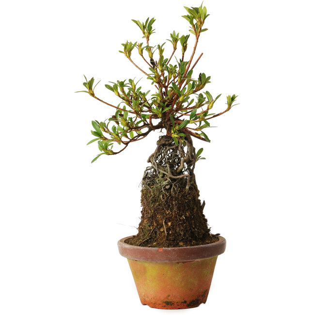 Rhododendron indicum Bousou-No-Hikari, 27 cm, ± 12 ans