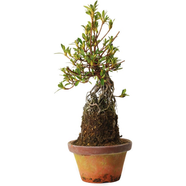 Rhododendron indicum Bousou-No-Hikari, 27 cm, ± 12 jaar oud