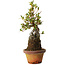 Rhododendron indicum Bousou-No-Hikari, 27 cm, ± 12 Jahre alt