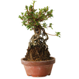 Rhododendron indicum Sachi-No-Miyabi, 27 cm, ± 12 anni