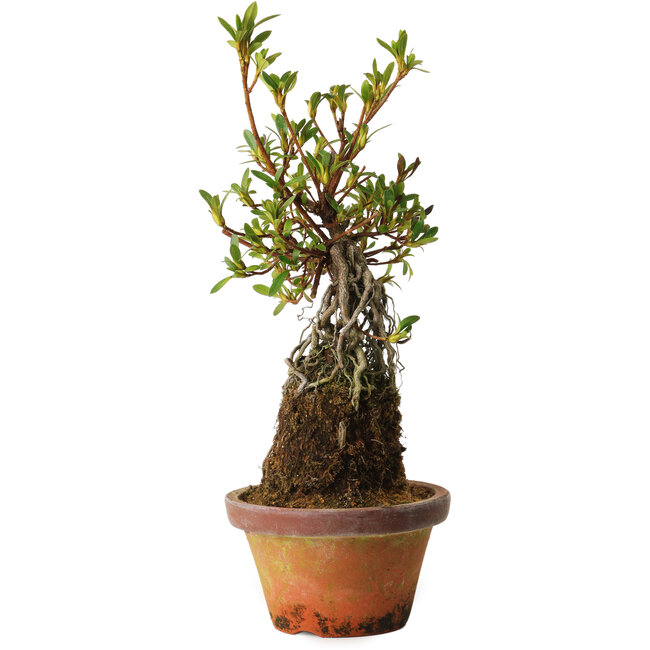 Rhododendron indicum Bousou-No-Hikari, 27 cm, ± 12 jaar oud