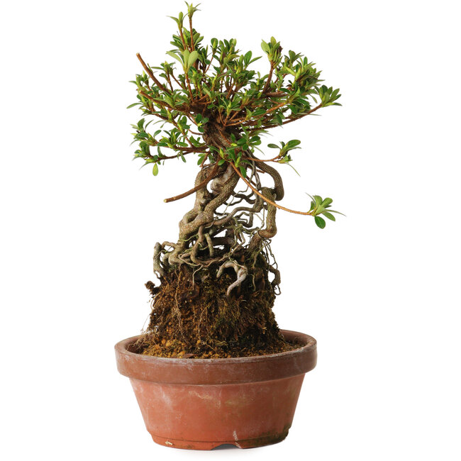 Rhododendron indicum Sachi-No-Miyabi, 27 cm, ± 12 anni