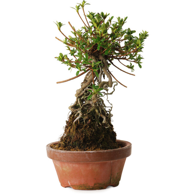 Rhododendron indicum Sachi-No-Miyabi, 27 cm, ± 12 anni