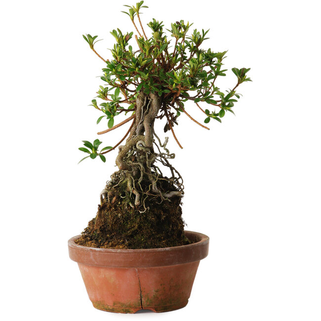 Rhododendron indicum Sachi-No-Miyabi, 27 cm, ± 12 Jahre alt