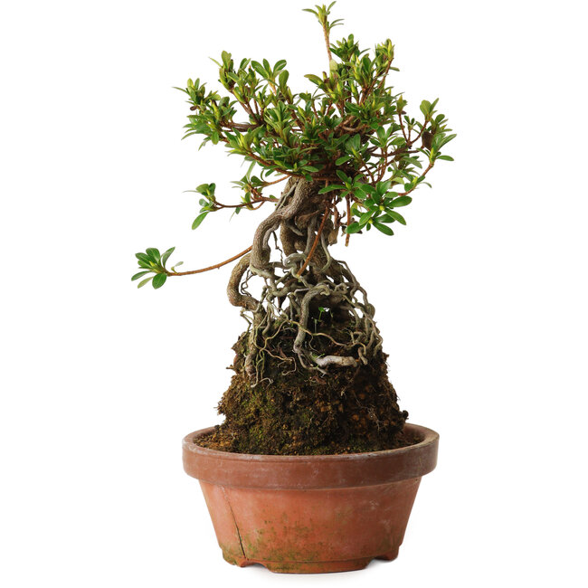 Rhododendron indicum Sachi-No-Miyabi, 27 cm, ± 12 Jahre alt
