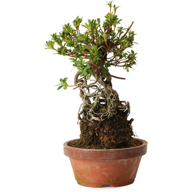 Rhododendron indicum Sachi-No-Miyabi, 27 cm, ± 12 ans