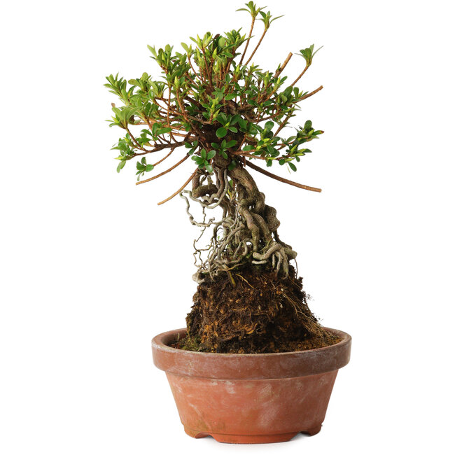 Rhododendron indicum Sachi-No-Miyabi, 27 cm, ± 12 Jahre alt