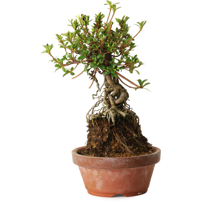 Rhododendron indicum Sachi-No-Miyabi, 27 cm, ± 12 ans