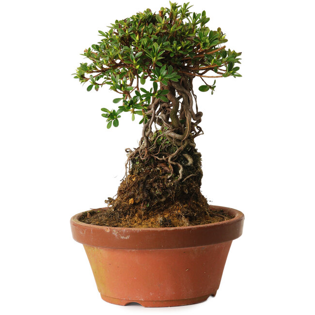 Rhododendron indicum Sachi-No-Miyabi, 27 cm, ± 12 anni