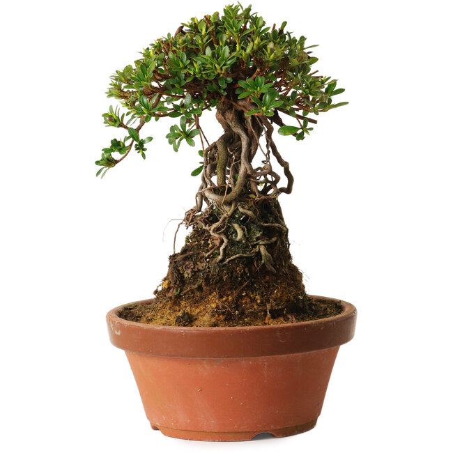 Rhododendron indicum Sachi-No-Miyabi, 27 cm, ± 12 years old