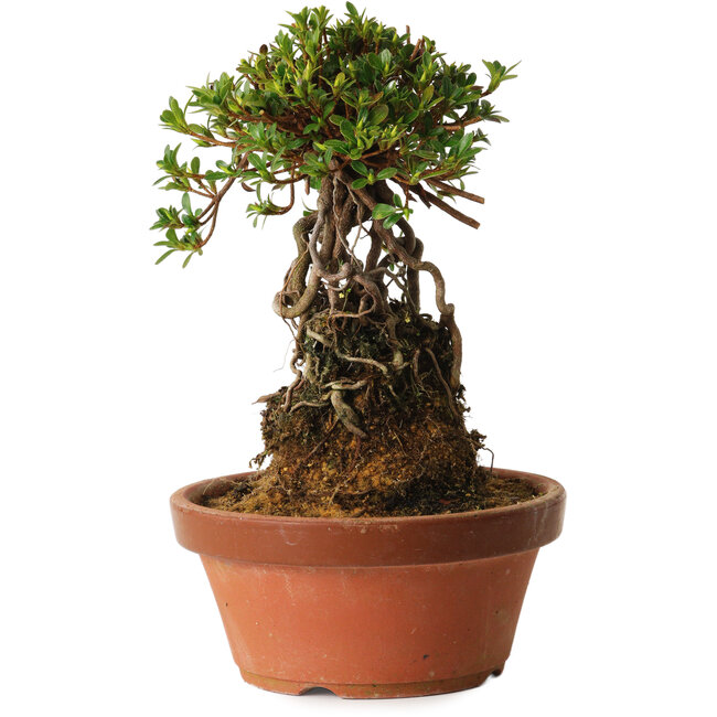 Rhododendron indicum Sachi-No-Miyabi, 27 cm, ± 12 Jahre alt