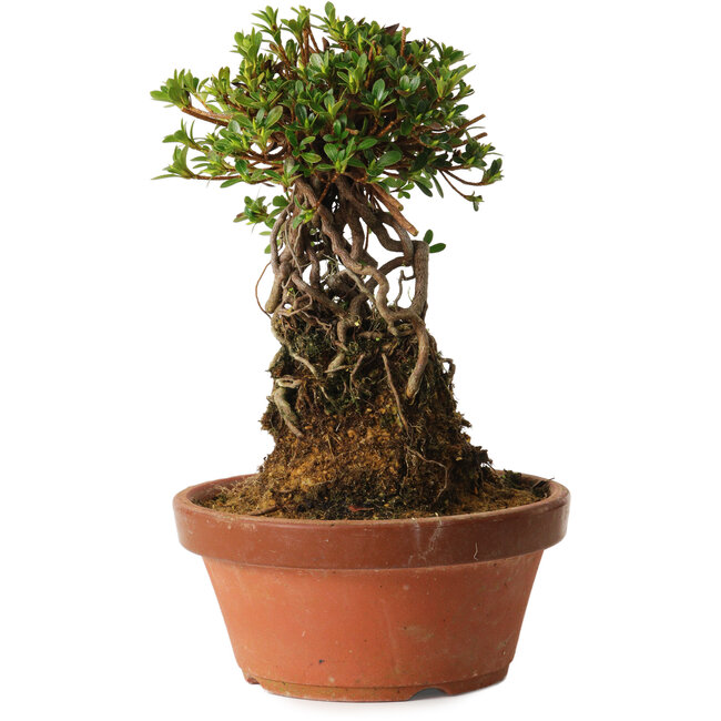 Rododendro indicum Sachi-No-Miyabi, 27 cm, ± 12 años