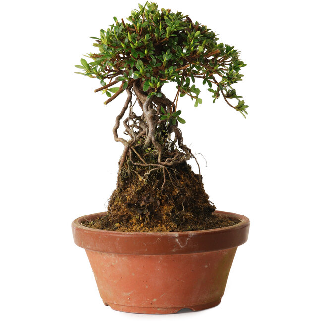 Rhododendron indicum Sachi-No-Miyabi, 27 cm, ± 12 years old