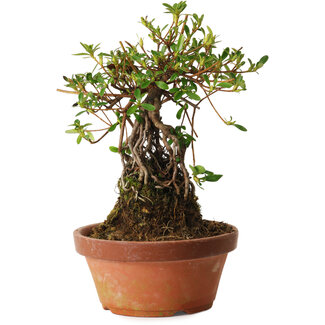 Rododendro indicum Miyabi-No-Izumi, 27 cm, ± 12 años