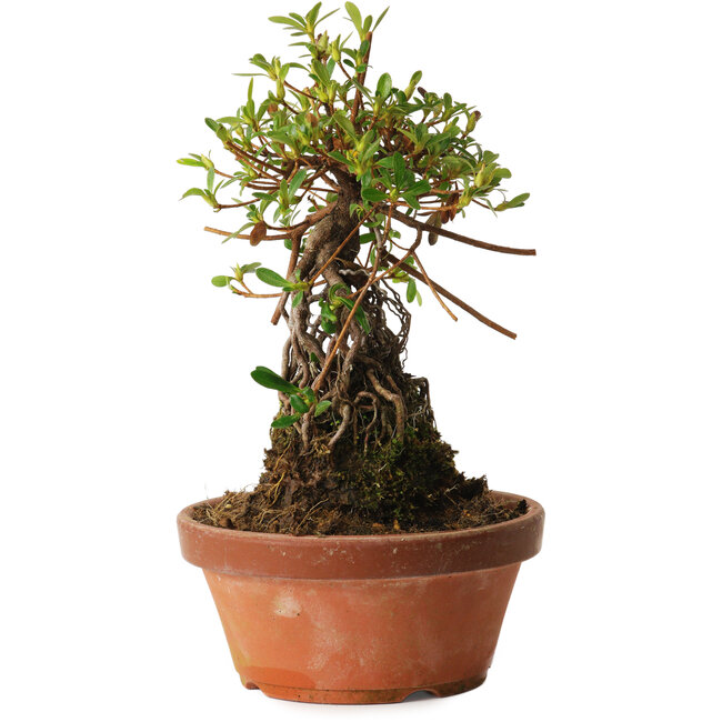 Rododendro indicum Miyabi-No-Izumi, 27 cm, ± 12 años