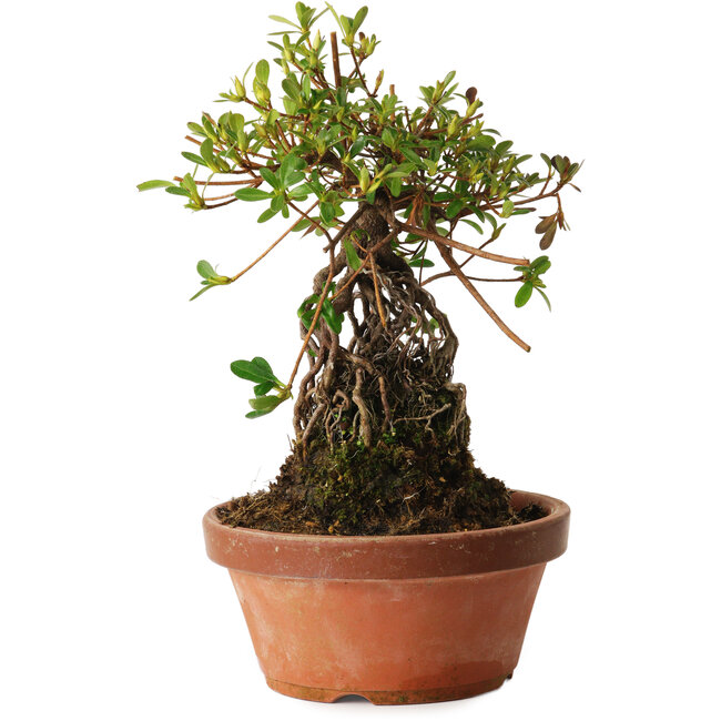 Rhododendron indicum Miyabi-No-Izumi, 27 cm, ± 12 anni