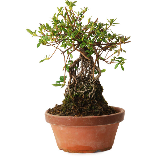 Rhododendron indicum Miyabi-No-Izumi, 27 cm, ± 12 years old