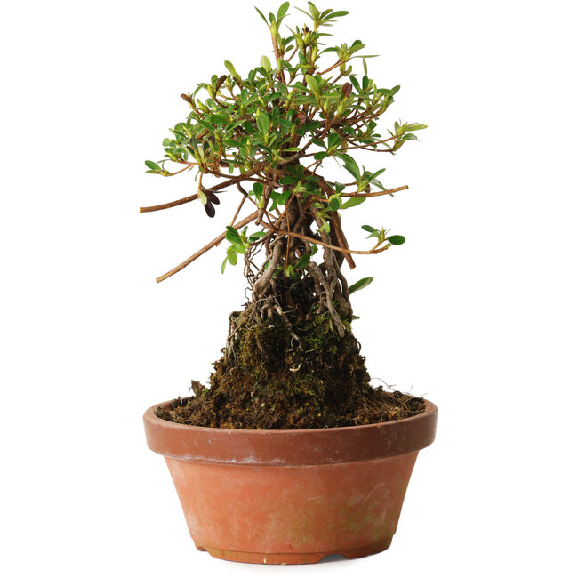 Rhododendron indicum Miyabi-No-Izumi, 27 cm, ± 12 jaar oud