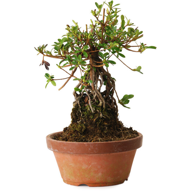 Rhododendron indicum Miyabi-No-Izumi, 27 cm, ± 12 Jahre alt