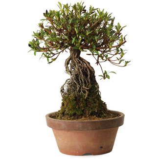 Rhododendron indicum Shiorim, 27 cm, ± 12 Jahre alt