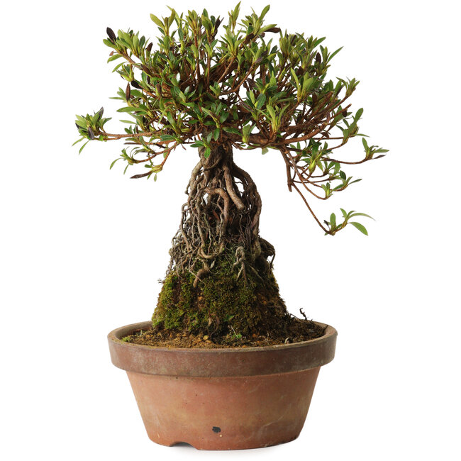 Rhododendron indicum Shiorim, 27 cm, ± 12 Jahre alt